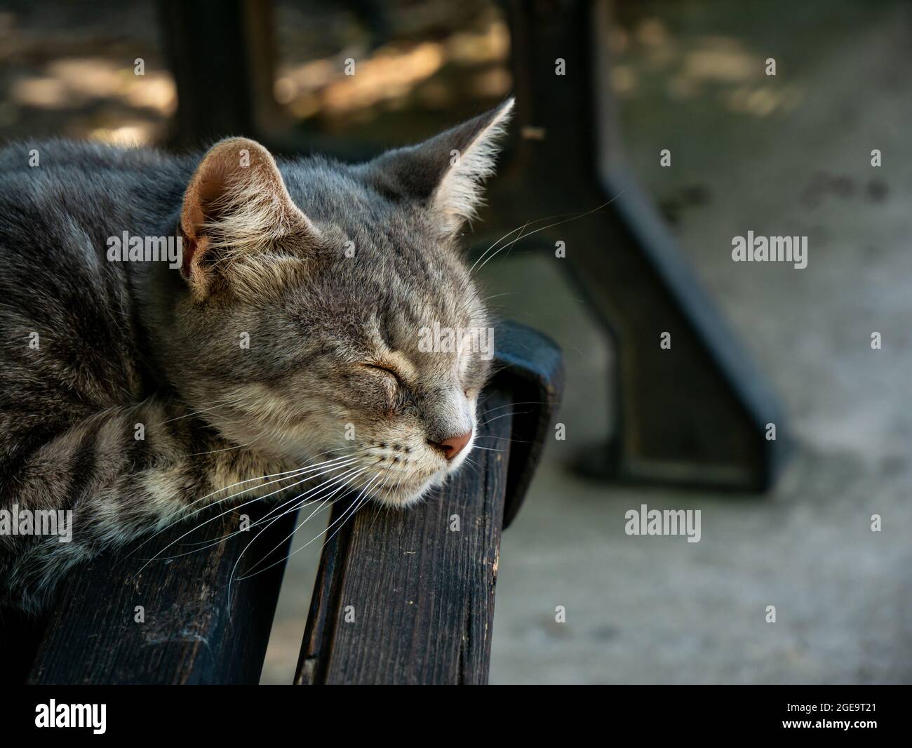 adorable gray and black striped cat sleeps on a wooden bench in the garden in a sunny day Stock Photo