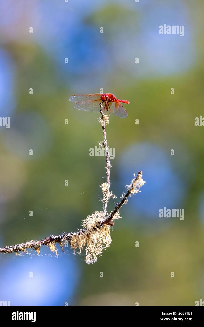 Cardinal zen hi-res stock photography and images - Alamy