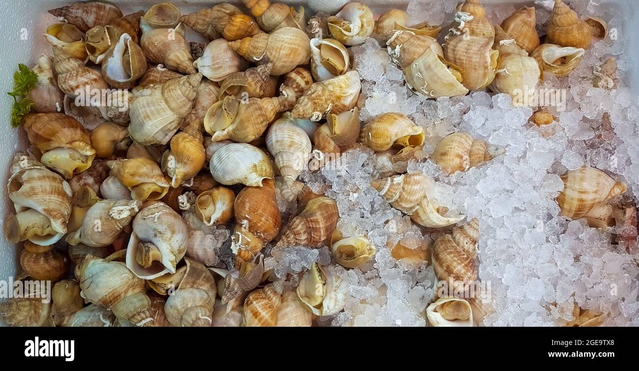 Fresh whelks, sea snails, on display at a UK fishmongers Stock Photo