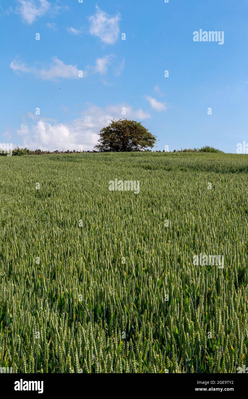 Field of Common wheat plants, Triticum Aestivum Stock Photo