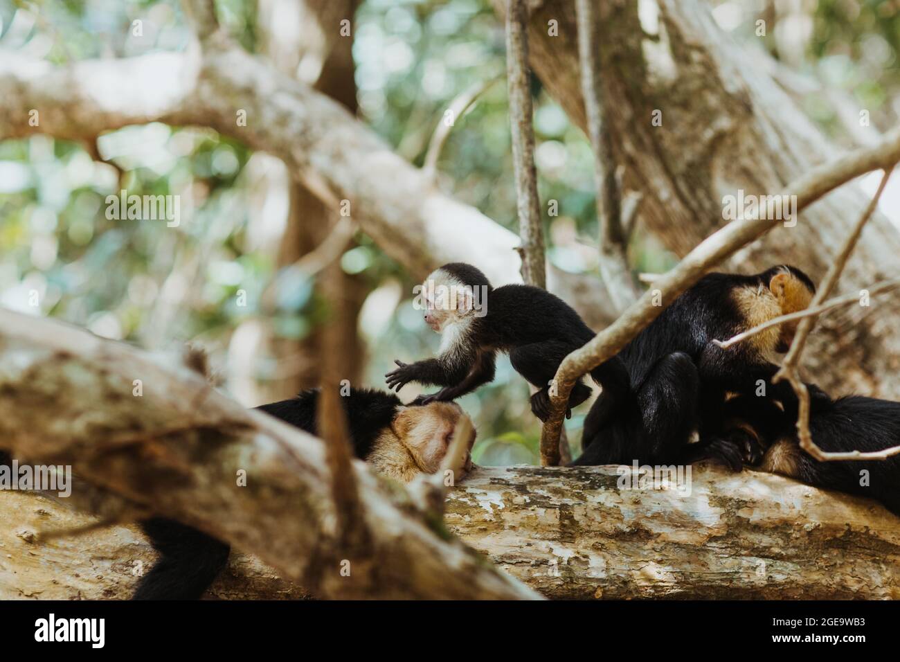 Group of wild Panamanian white faced capuchins monkeys playing and resting on large old tree branches in jungles of Costa Rica Stock Photo