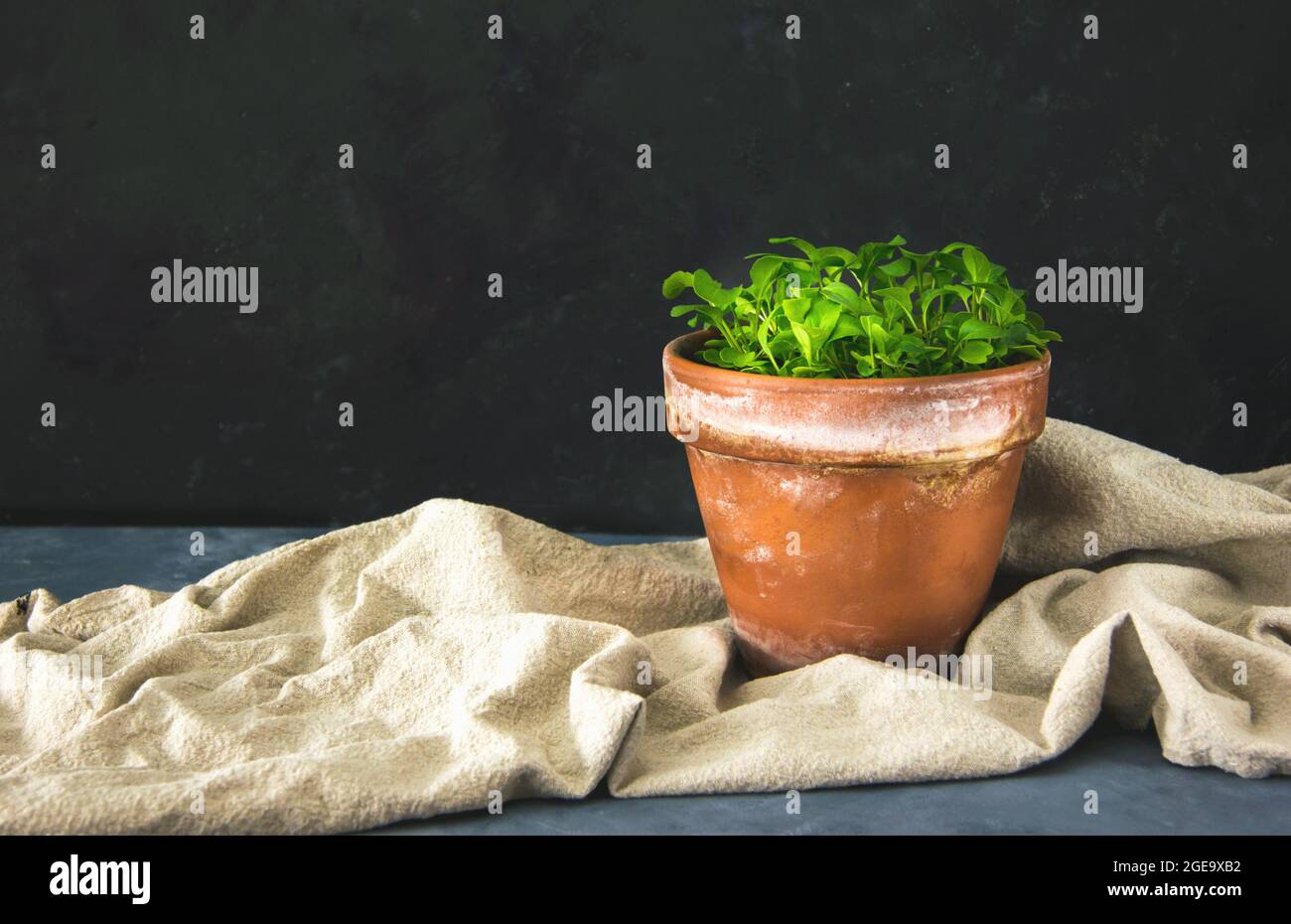 Arugula plant in an old clay pot on a dark gray background. The interior of the room is in the Scandinavian style. An empty wall and a place to copy Stock Photo