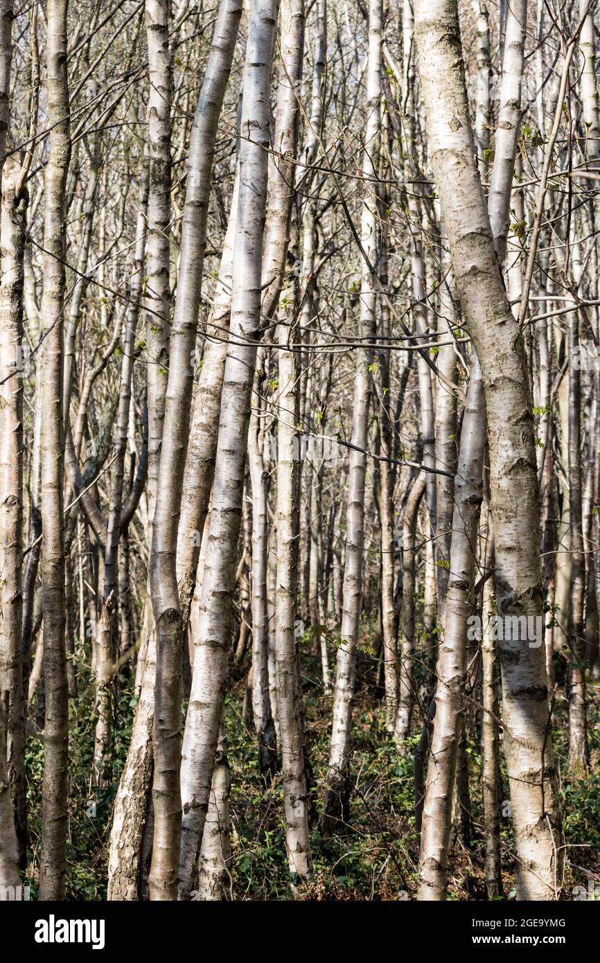 Silver Birch trees Betula pendula Stock Photo