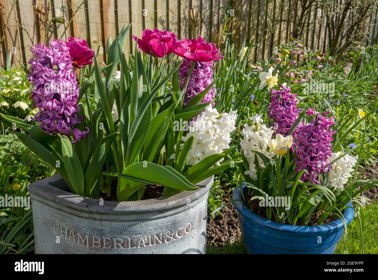 Close up of white and pink hyacinth and tulip flowers growing in pots in spring. Stock Photo