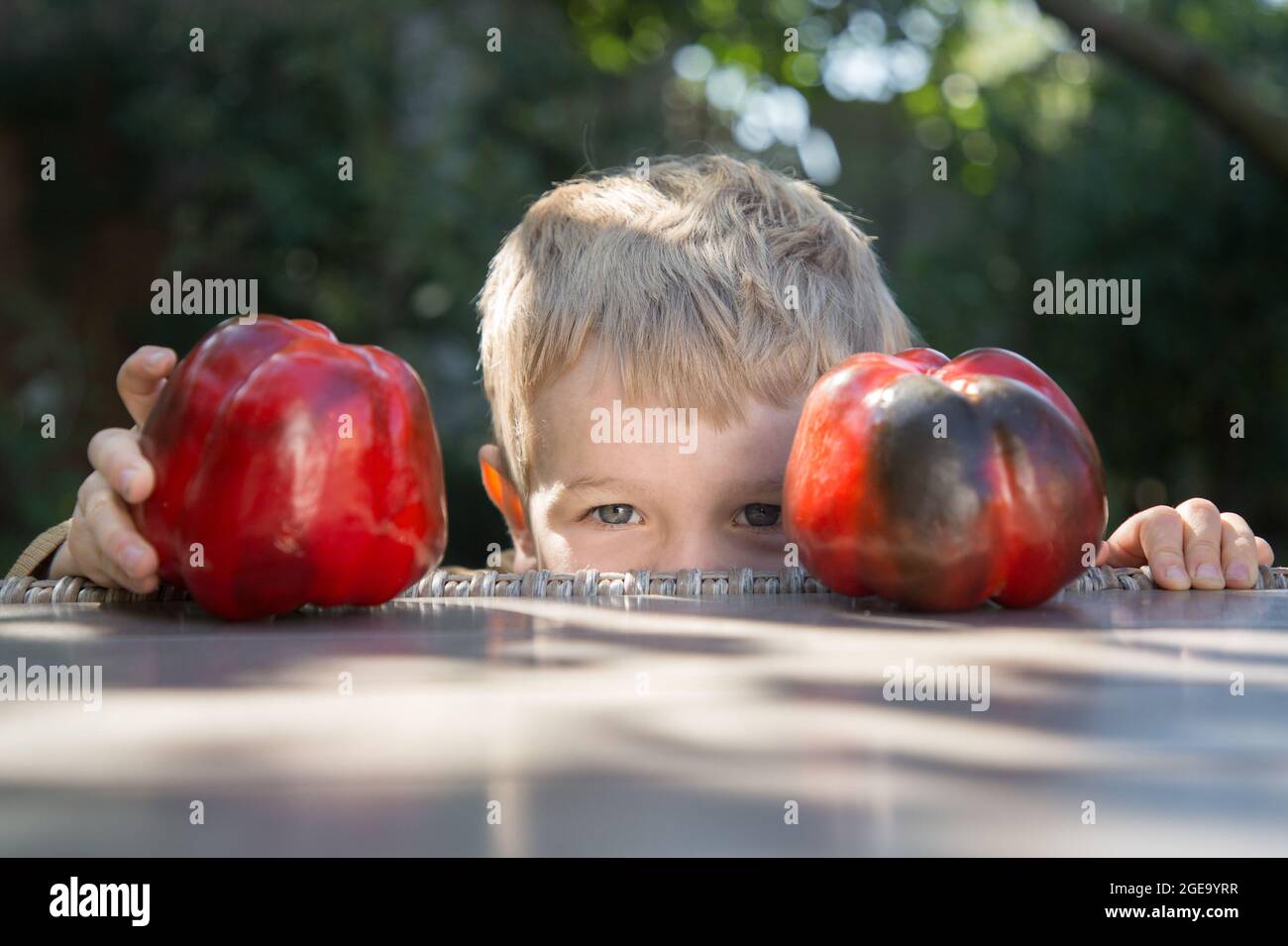 boy is hiding under the table, trying to quietly take a large sweet bell pepper. Cheerful childhood, little prankster. Positive atmosphere. Stock Photo