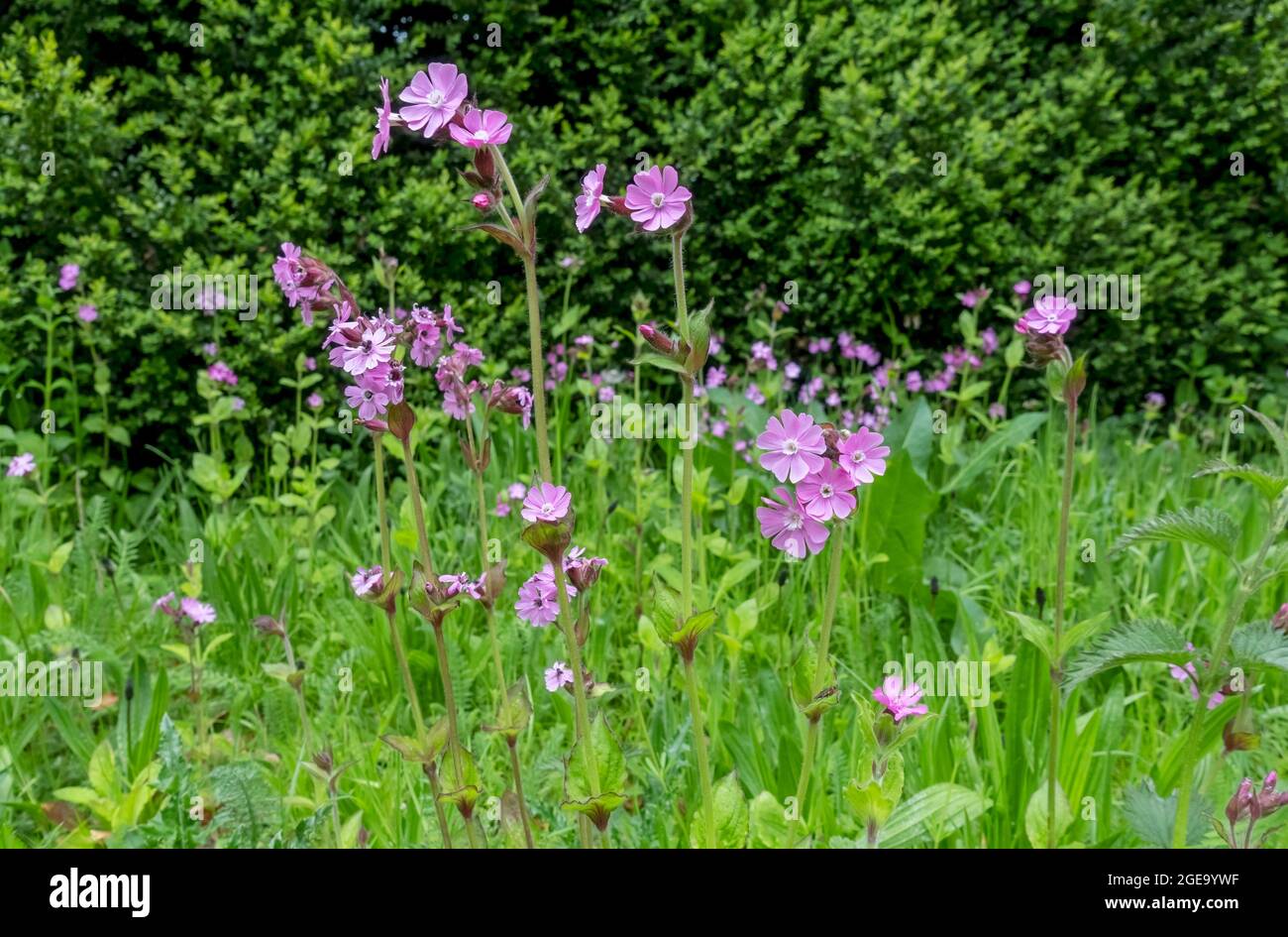 Close up of red campion wild flowers growing in spring. Stock Photo