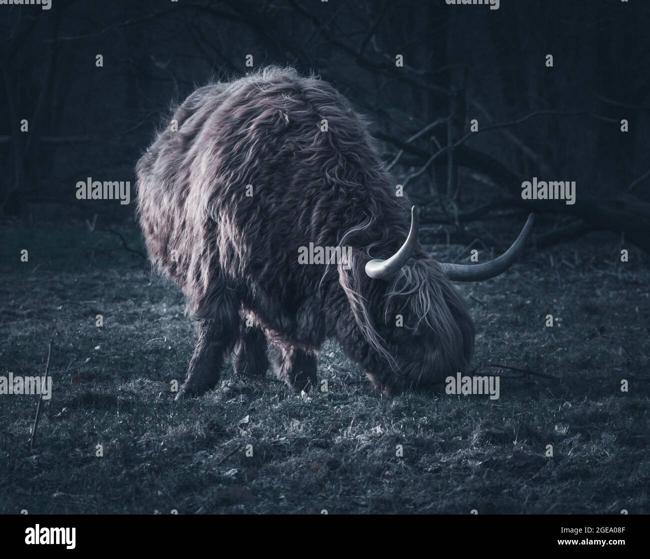 Dark and moody photograph of a mature highland cow in The Netherlands , Groningen , Stadspark. Stock Photo