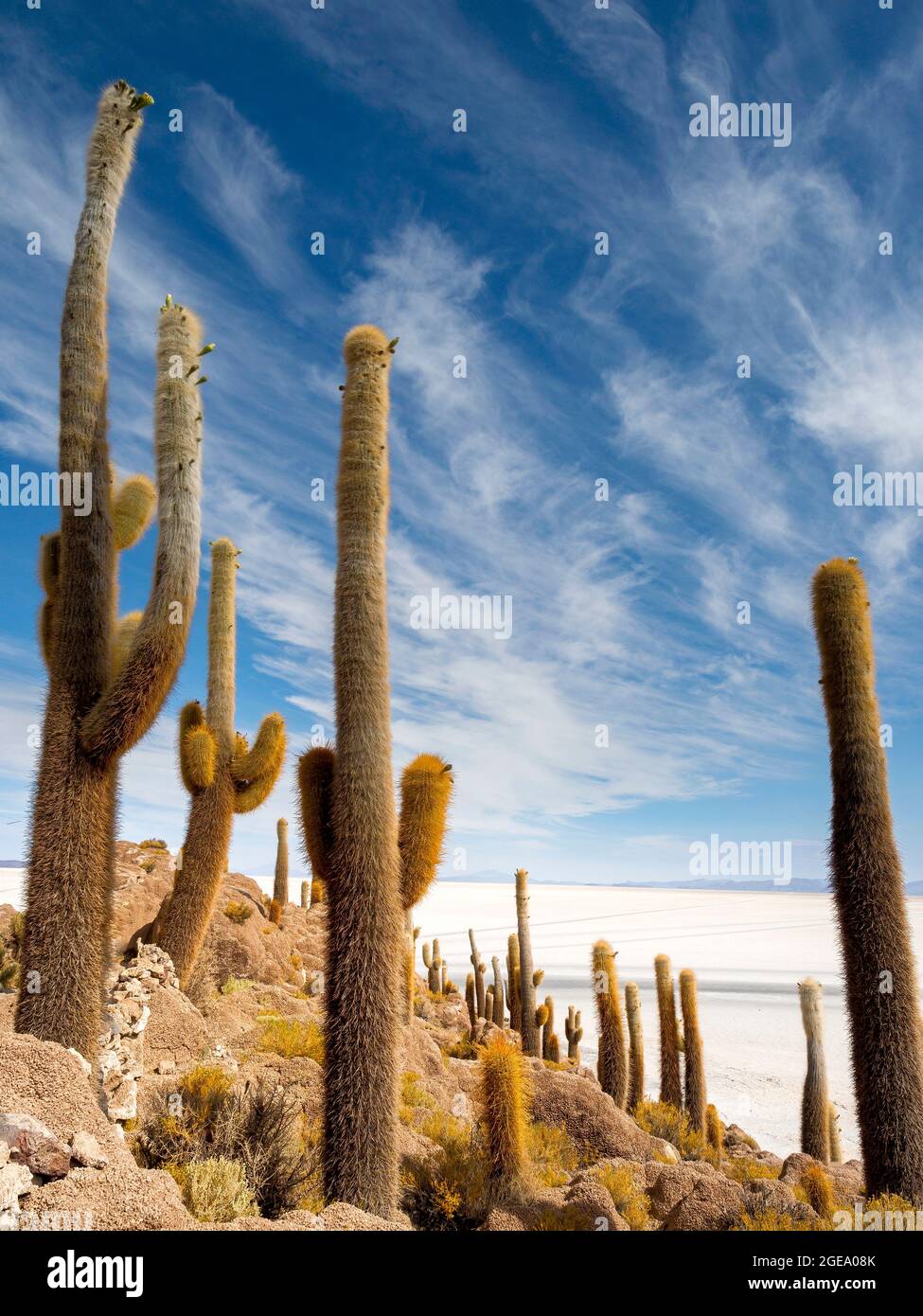 Cactus on the Isla Incahuasi in the Bolivian salt flats. Stock Photo