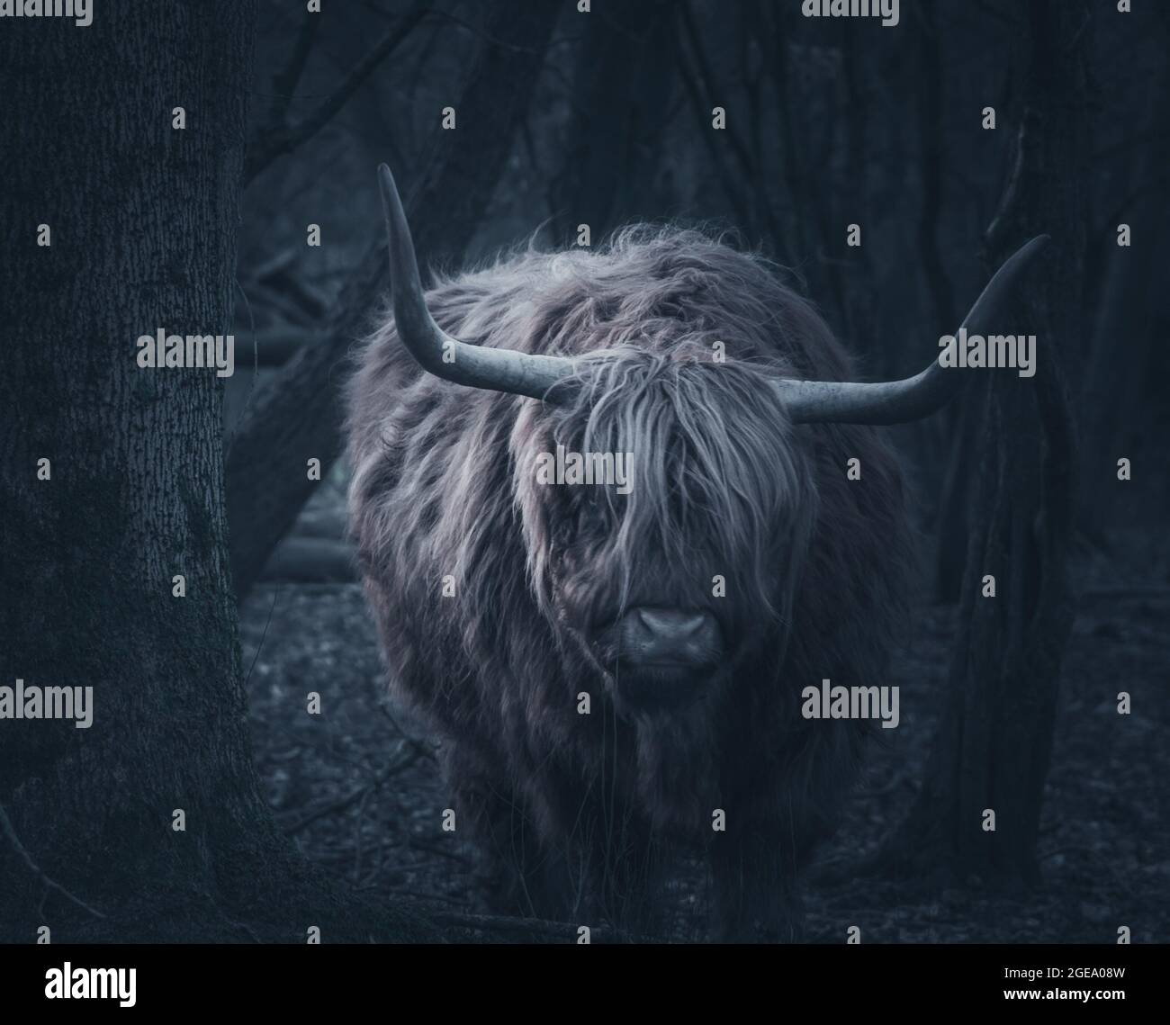 Dark and moody photograph of a mature highland cow in The Netherlands , Groningen , Stadspark. Stock Photo