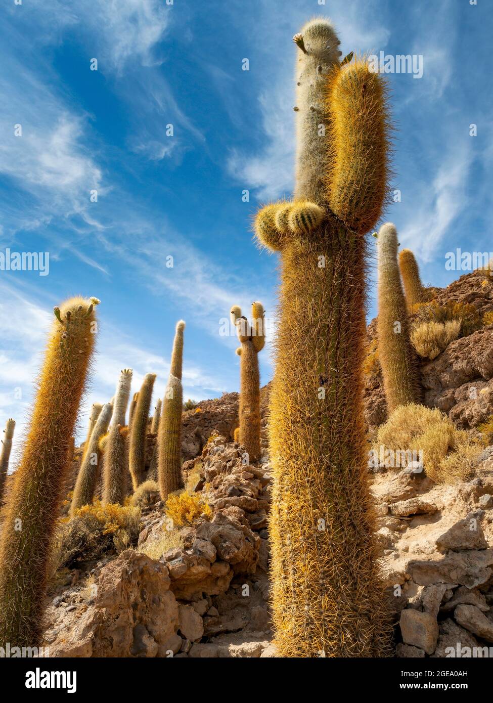 Cactus on the Isla Incahuasi in the Bolivian salt flats. Stock Photo