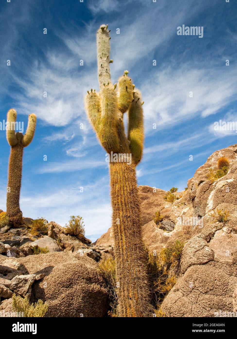 Cactus on the Isla Incahuasi in the Bolivian salt flats. Stock Photo