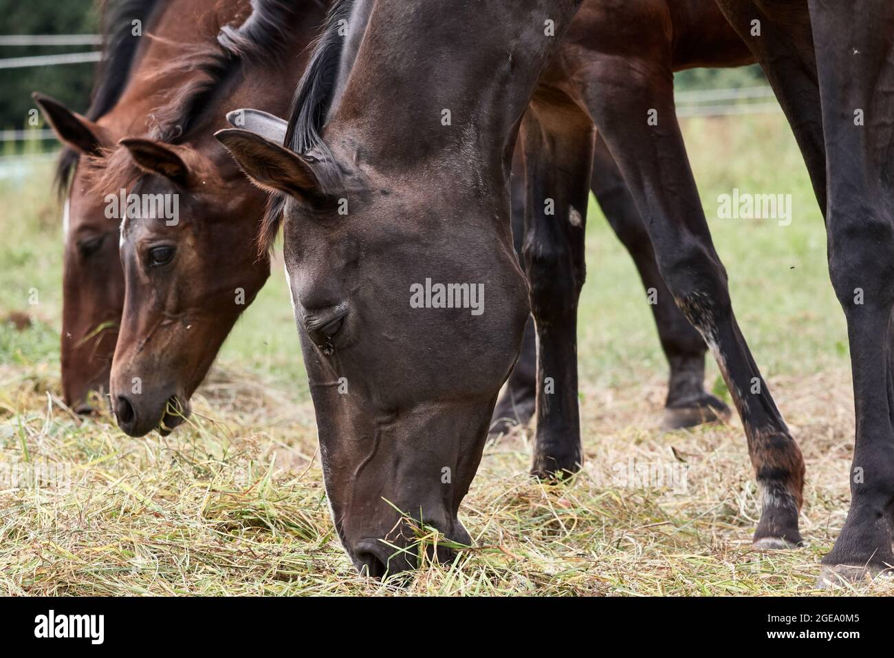 Three brown horses, stallion, mare and young foal grazing in green pasture in summer. Stock Photo