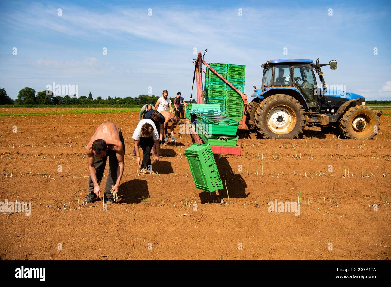 Eastern European farm workers picking asparagus on farm in the Home Counties. Stock Photo