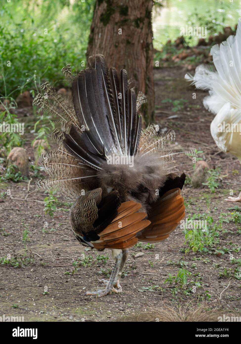 Brown and black peacock with open back wings Stock Photo