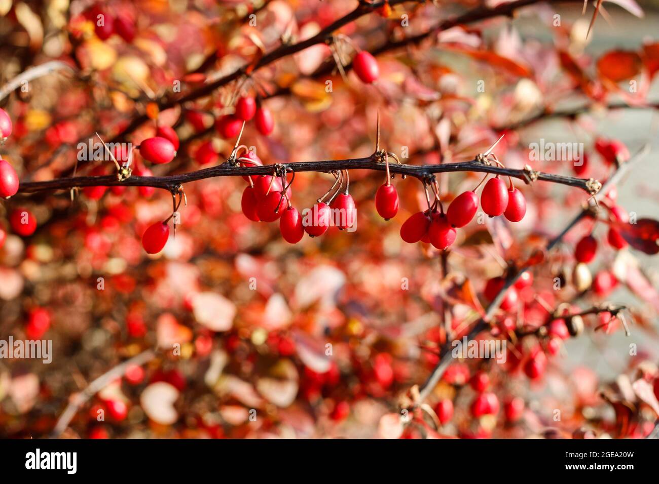 Berberis branch in the garden. Autumn time Stock Photo
