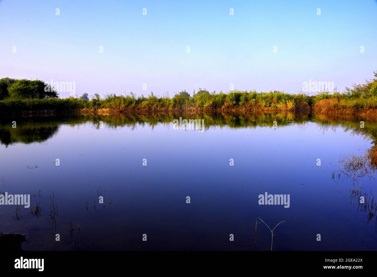 beautiful pond and blue sky with greenery, morning view Stock Photo - Alamy