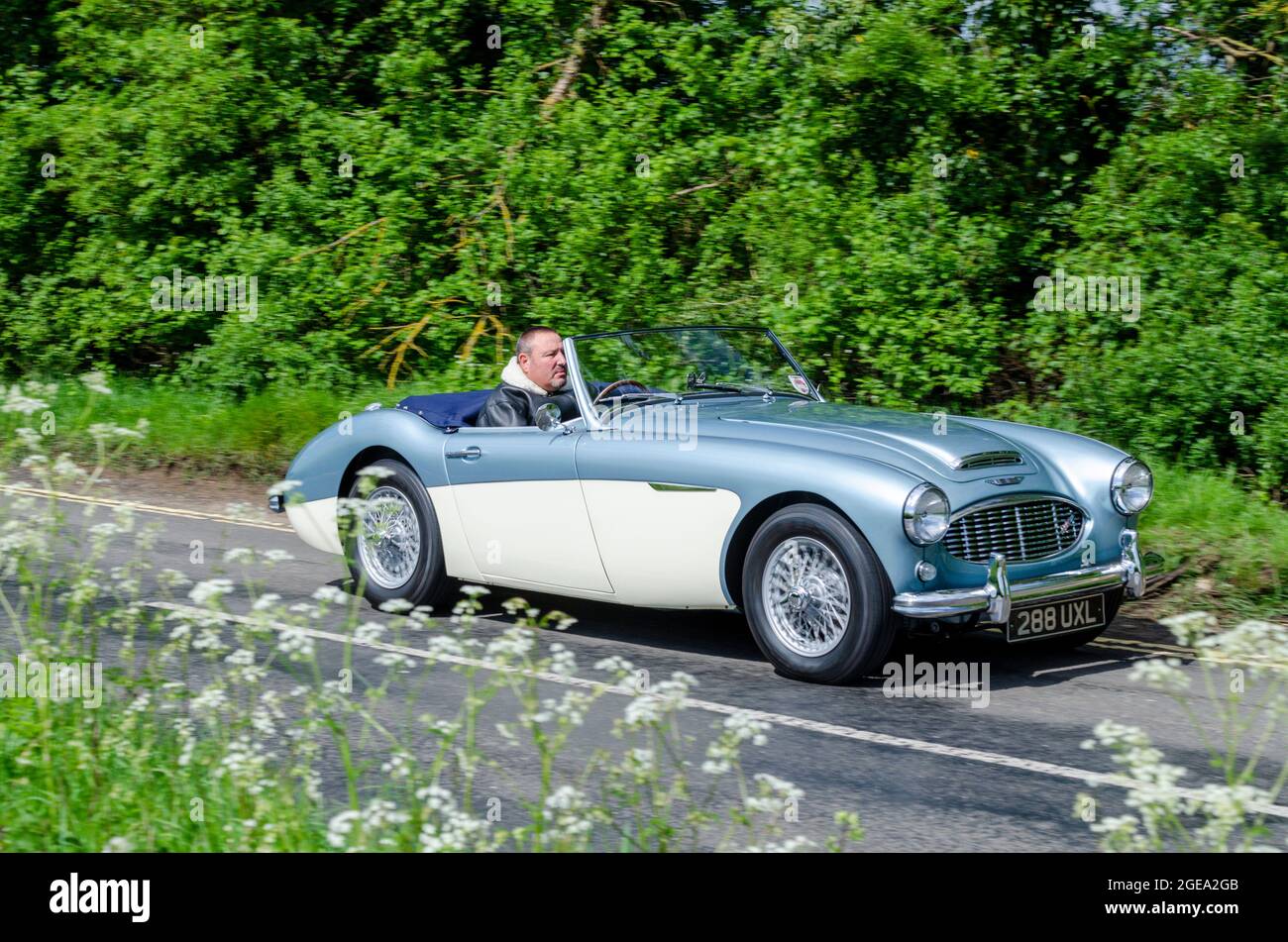 1960 Austin-Healey 3000 classic sports car driving along a leafy English country road. Vintage British motoring in typical England rural setting Stock Photo