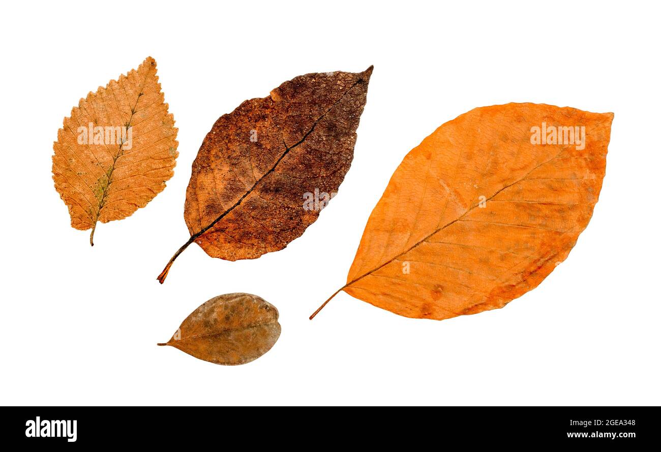 Isolated red, orange, brown autumn fall leaves on white background Stock Photo
