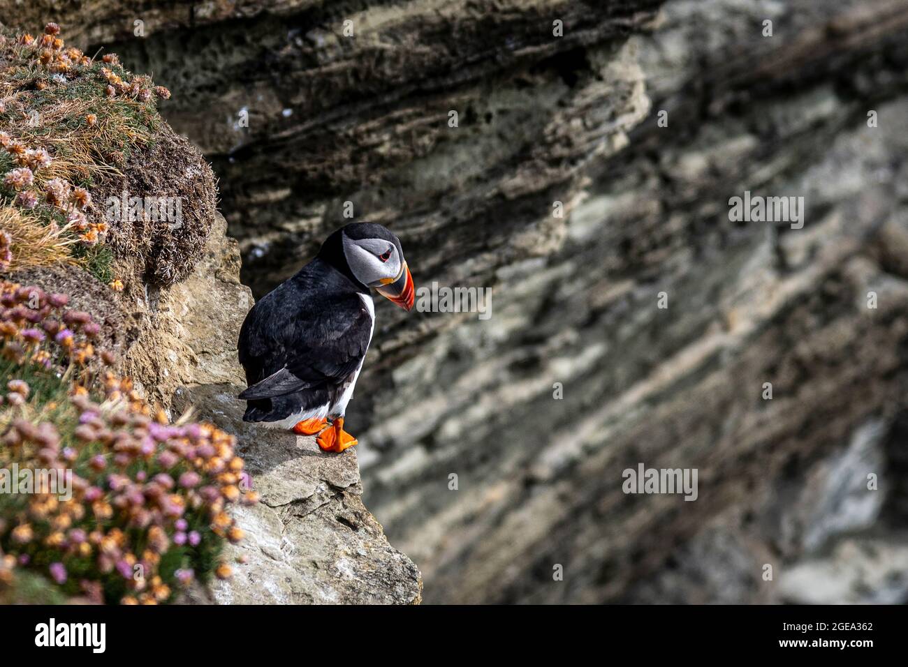 Puffins on the Brough of Birsay on the Isles of Orkney in Scotland. Stock Photo