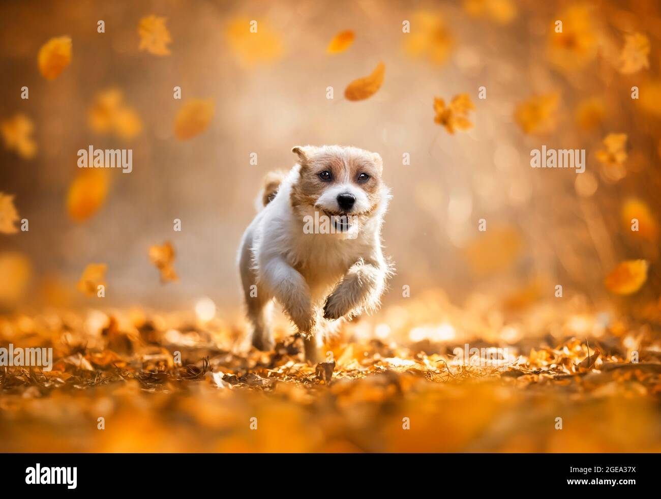 Funny happy cute pet dog puppy running, smiling in the leaves. Orange