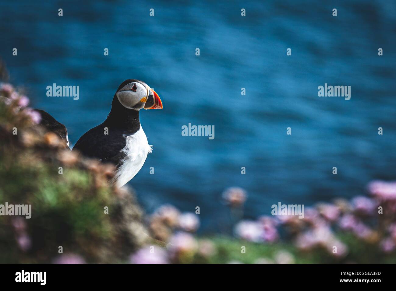 Puffins on the Brough of Birsay on the Isles of Orkney in Scotland. Stock Photo