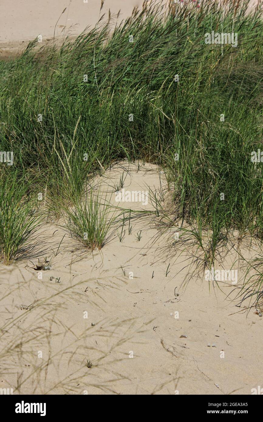 Strandgras Beach dune grasses growing on the sandy shore in the summer sun Stock ...