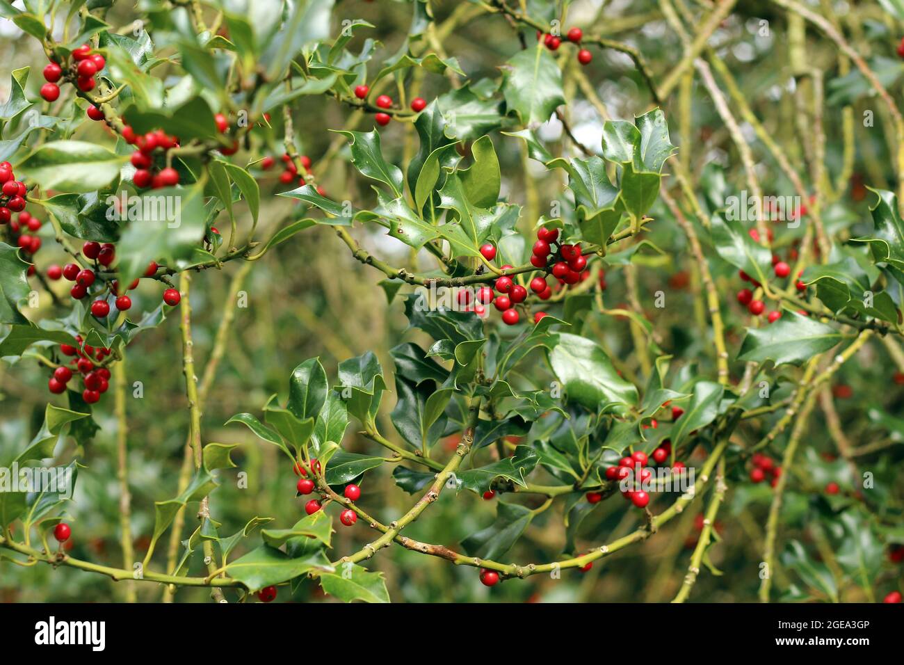Holly branch with red berries on, Ilex aquifolium Stock Photo