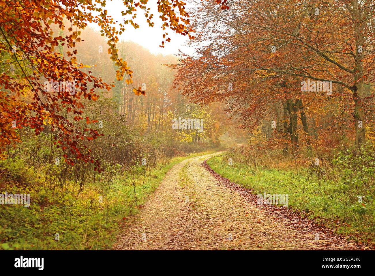 Footpath into a misty autumn forest Stock Photo