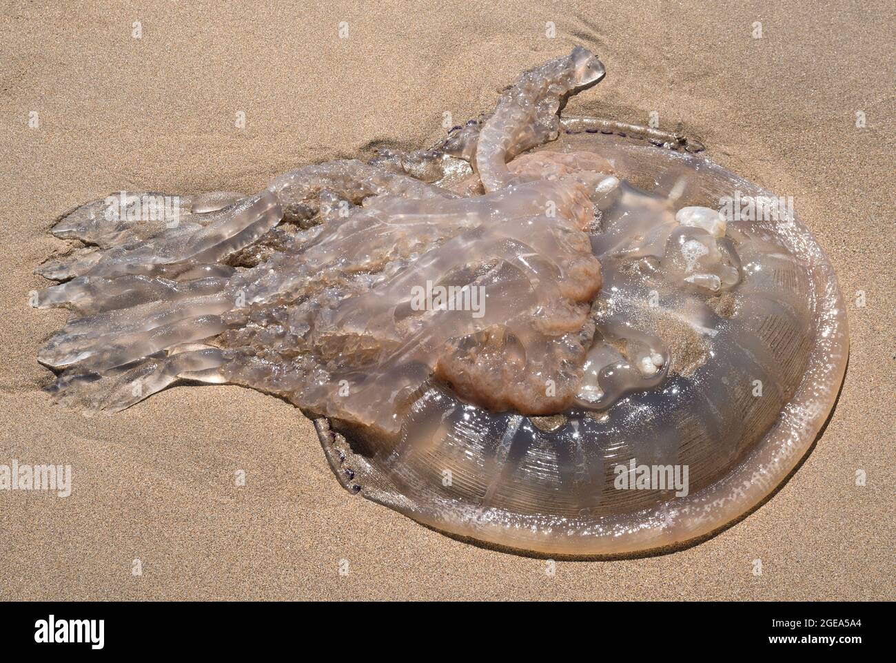 Large dead jellyfish on beach at Barafundle Bay, Pembrokeshire, Wales Stock Photo