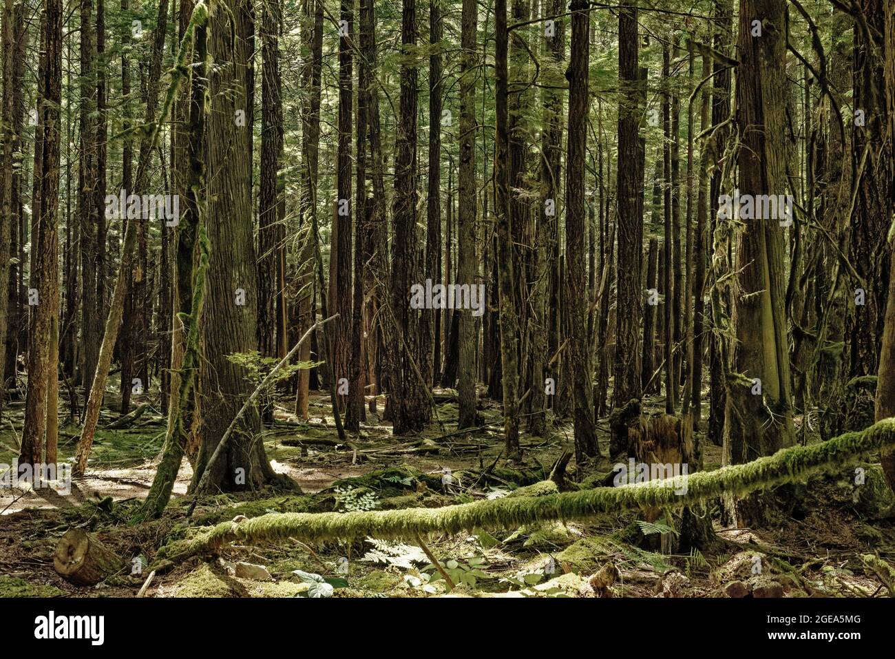 Forest scenes - Squamish, B.C. Stock Photo