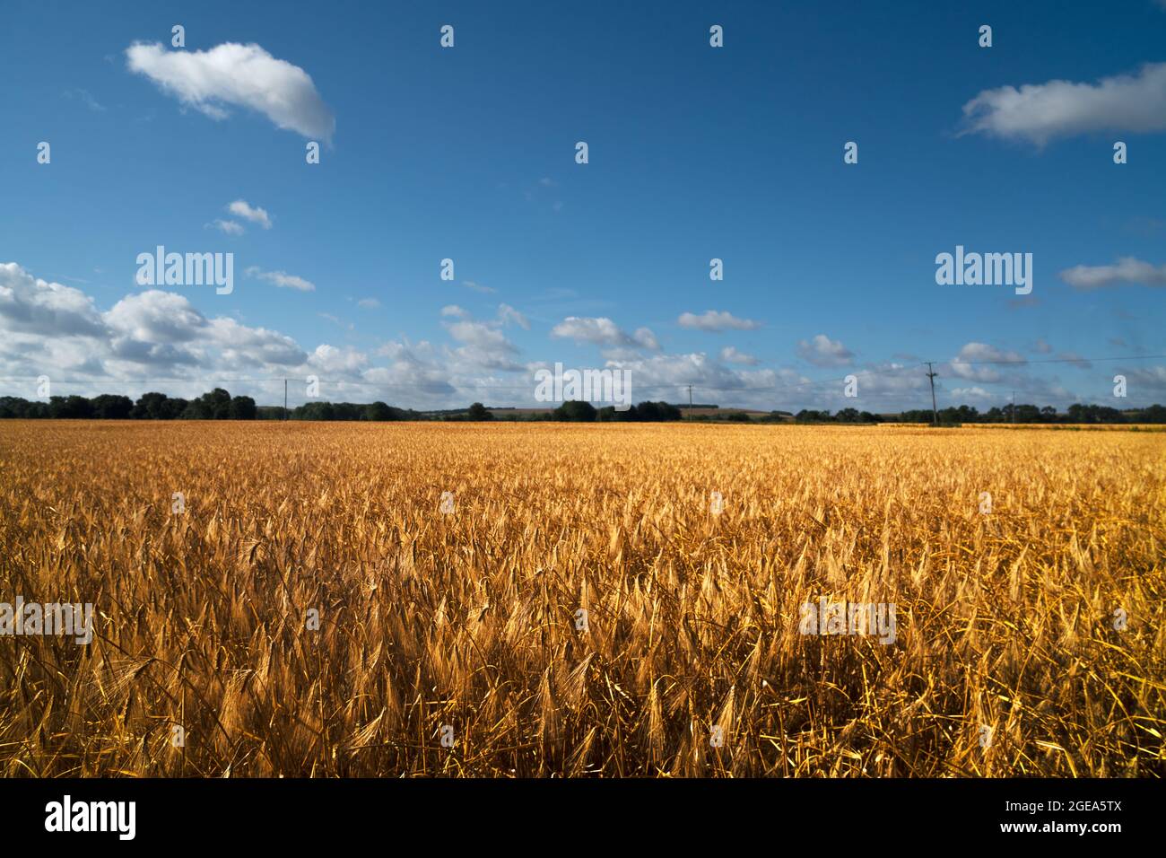 Field of ripe barley Stock Photo