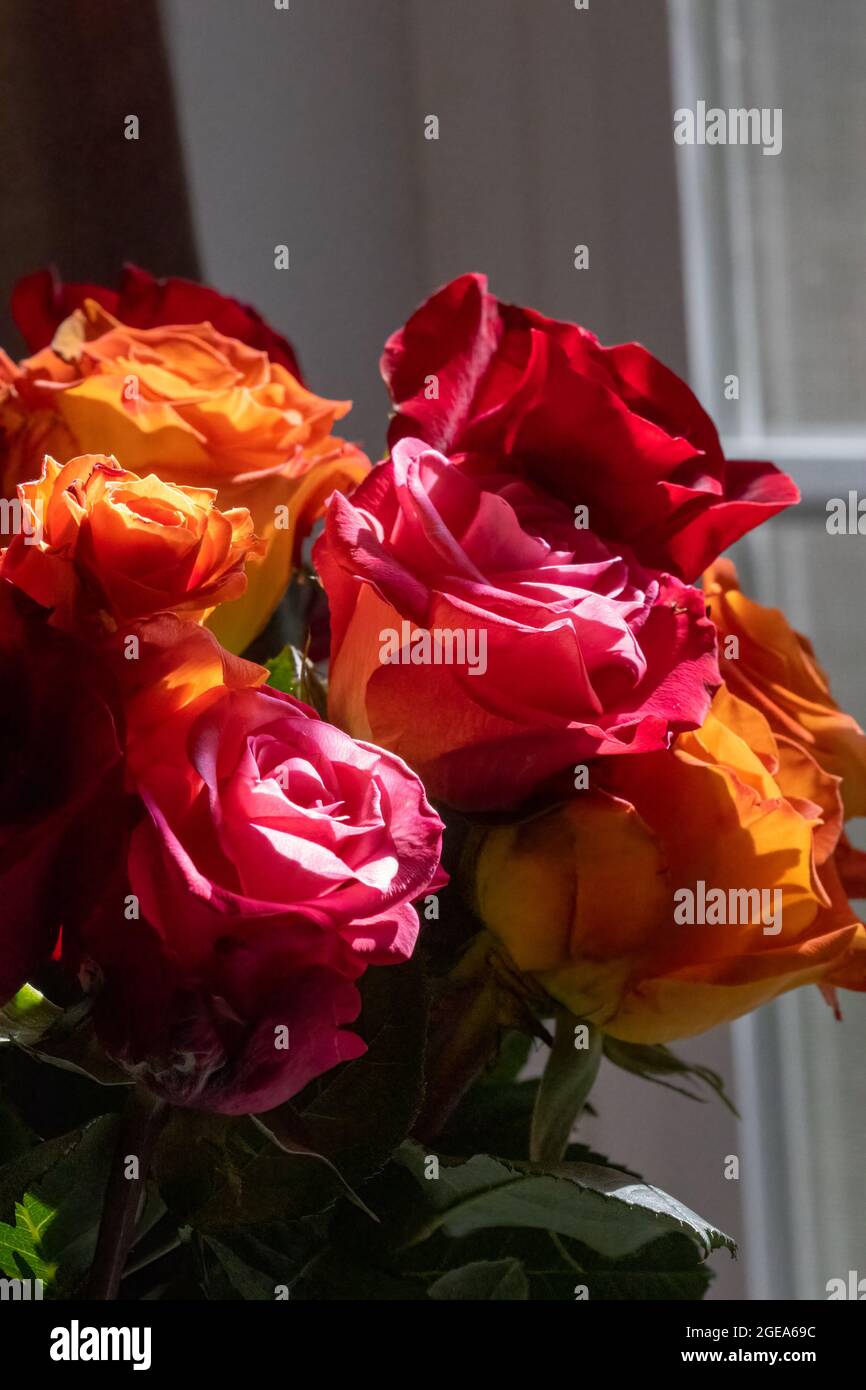 Soft pink orange roses hi-res stock photography and images - Alamy