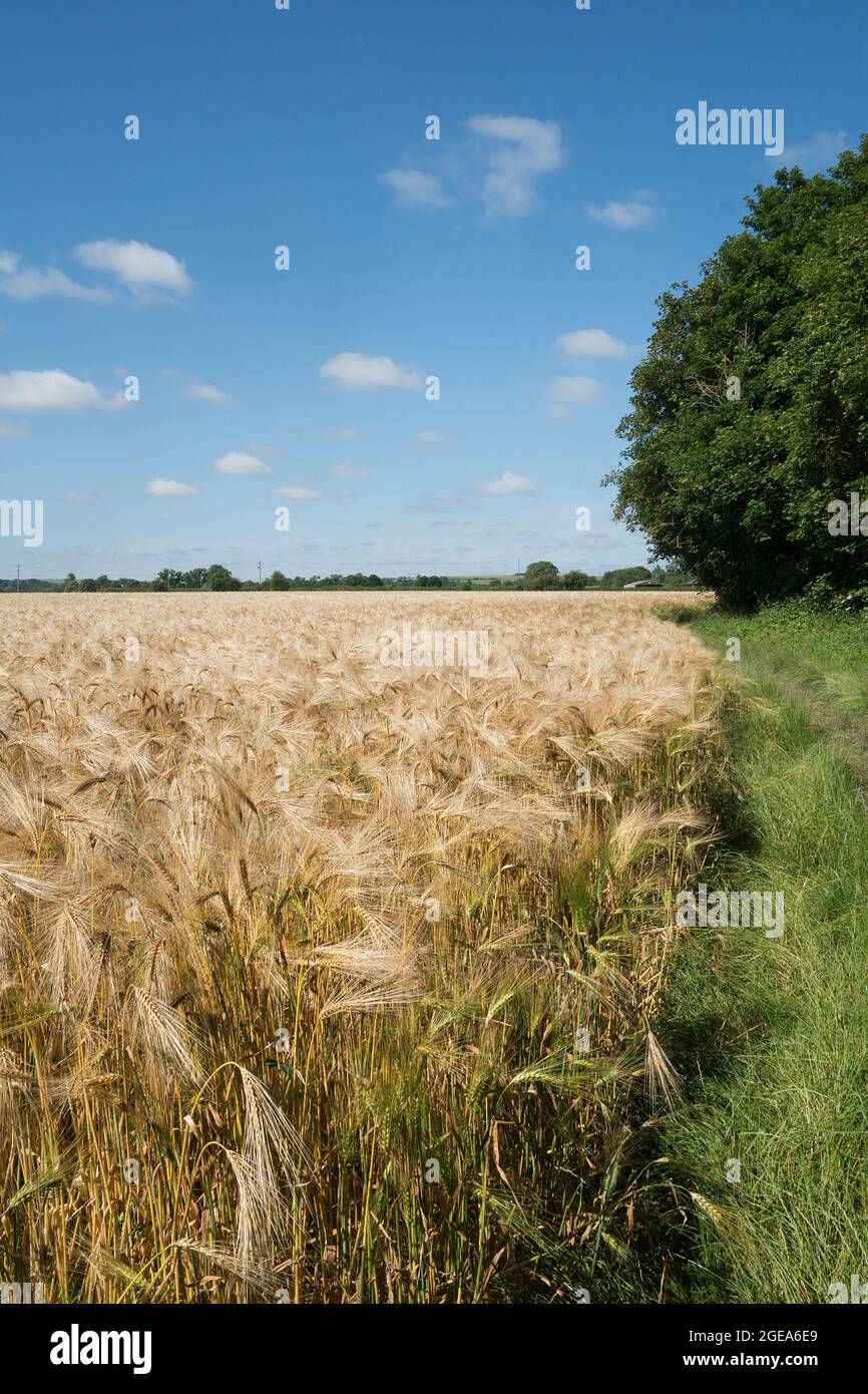Field of ripe barley Stock Photo