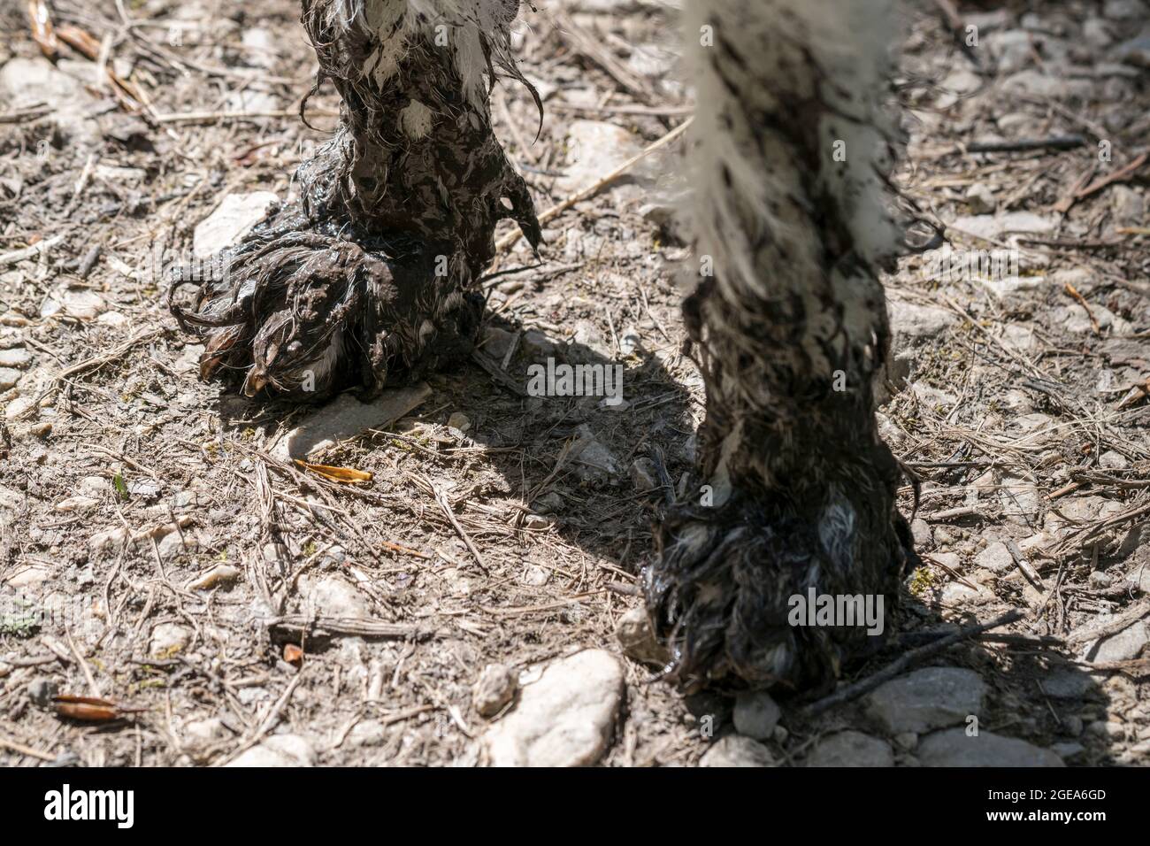 Muddy dog paws Stock Photo