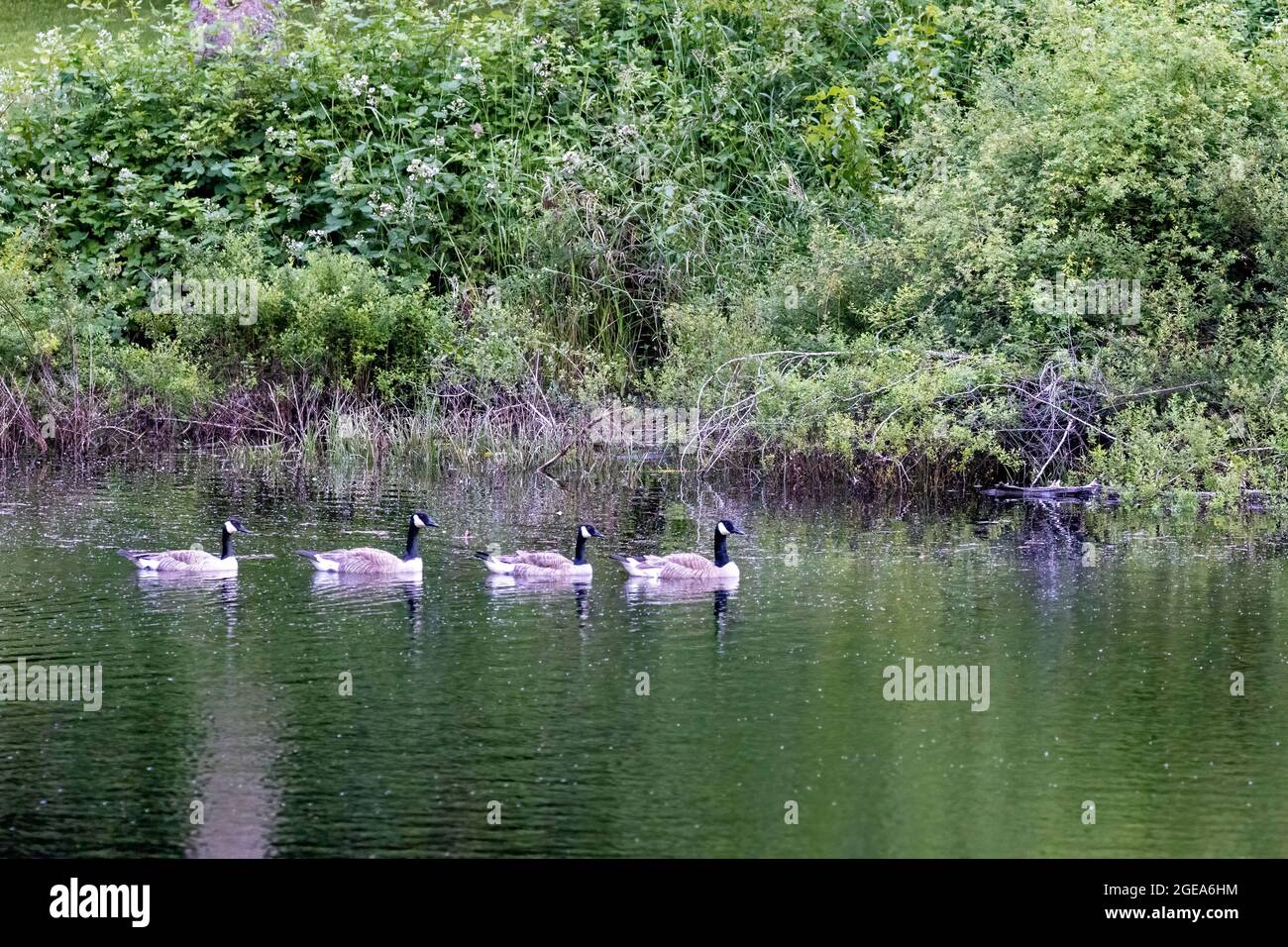 Family of four swimming pool hi-res stock photography and images - Alamy