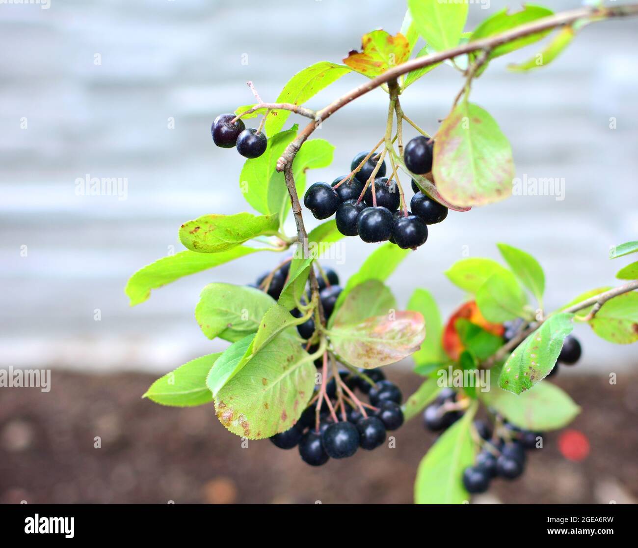 Black Aronia (Aronia melanocarpa) berry fruit on the tree. Aronia fruit closeup. Stock Photo