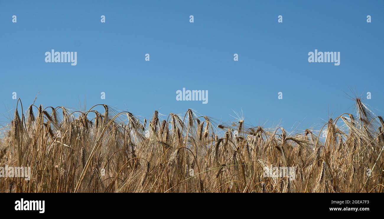 Field of ripe barley Stock Photo - Alamy