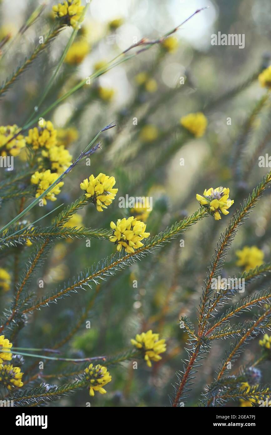 Yellow flowers of the Australian native Heath Phyllota, Phyllota