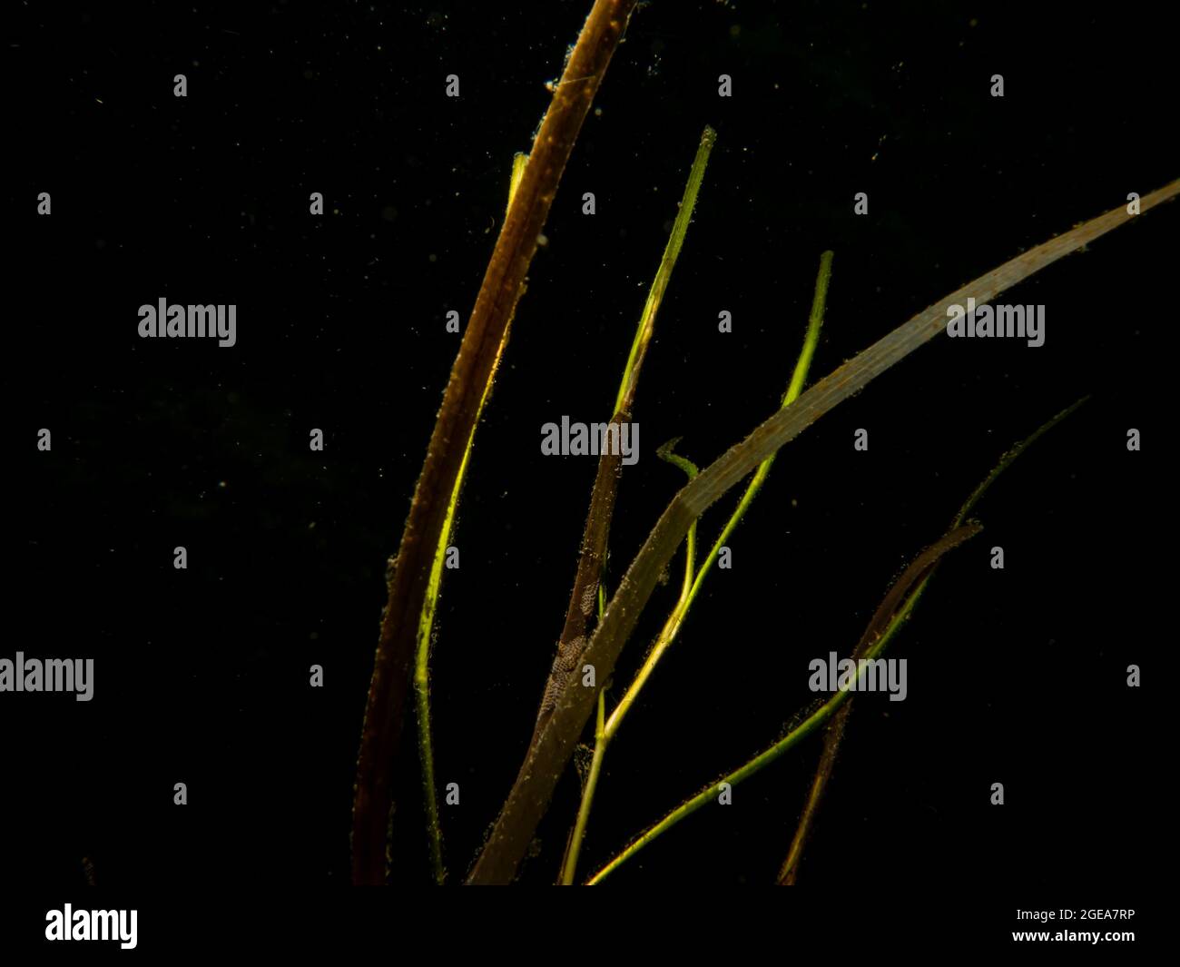A close-up picture of seagrass. Black background. Picture from The Sound, between Sweden and Denmark Stock Photo