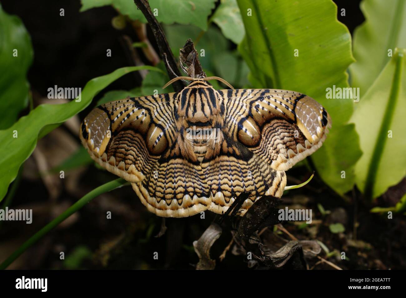 Nocturnal Owl Moth, Brahmin moth (Brahmaea hearseyi), Sarawak, Borneo Stock Photo