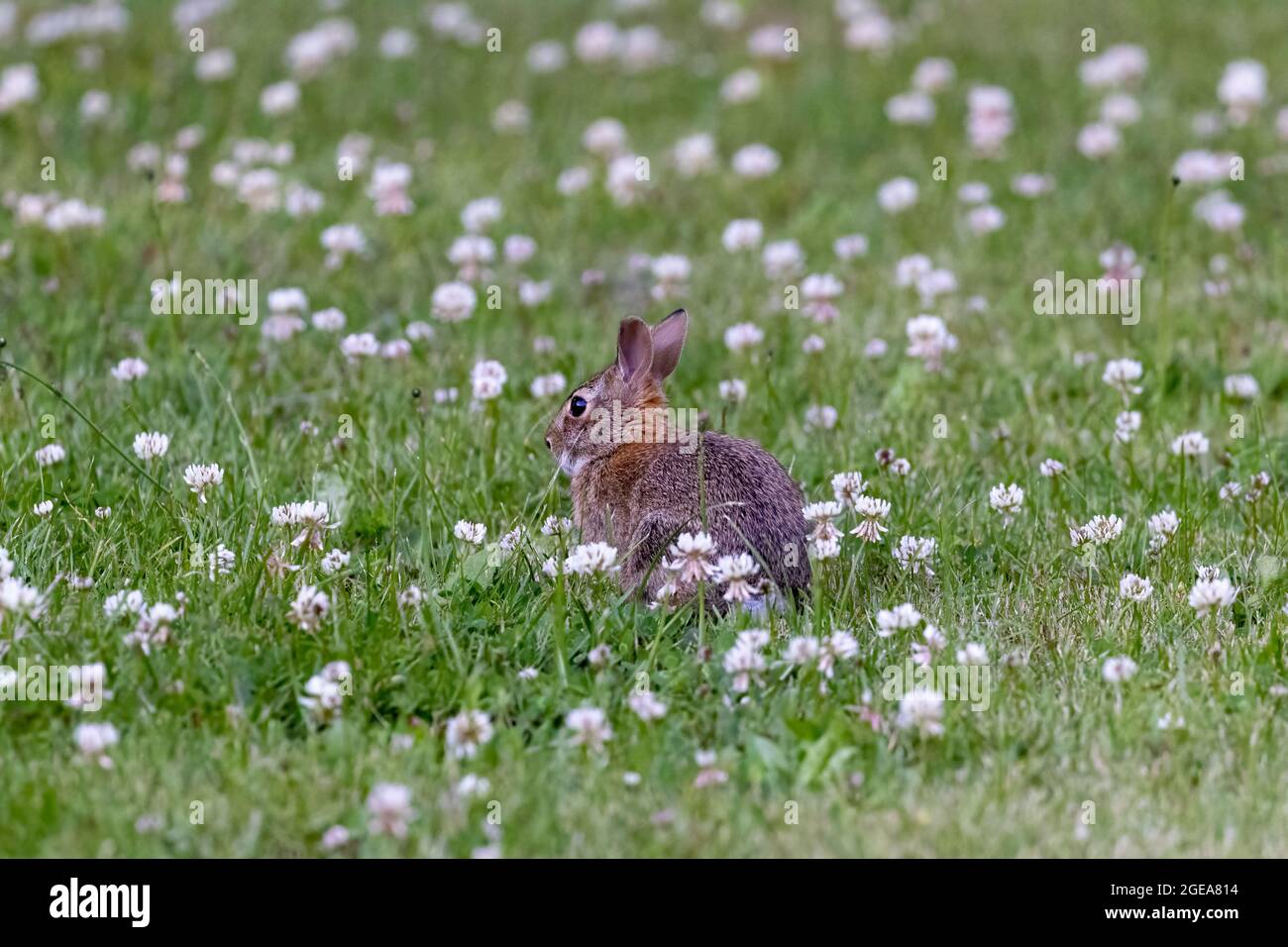 small brown wild bunny sitting in lawn with flowers Stock Photo - Alamy