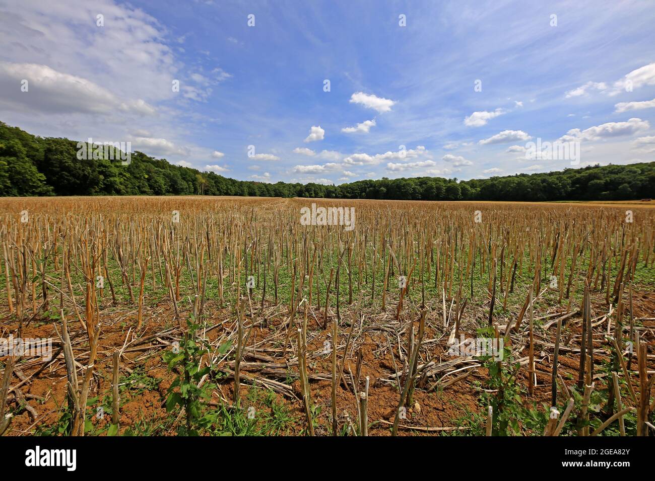 Rape straw on stubble after grain harvesting Stock Photo - Alamy