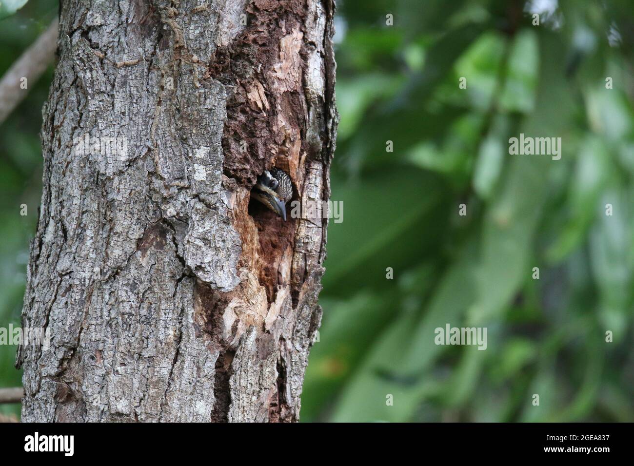 Common Flameback, Dinopium javanense Stock Photo