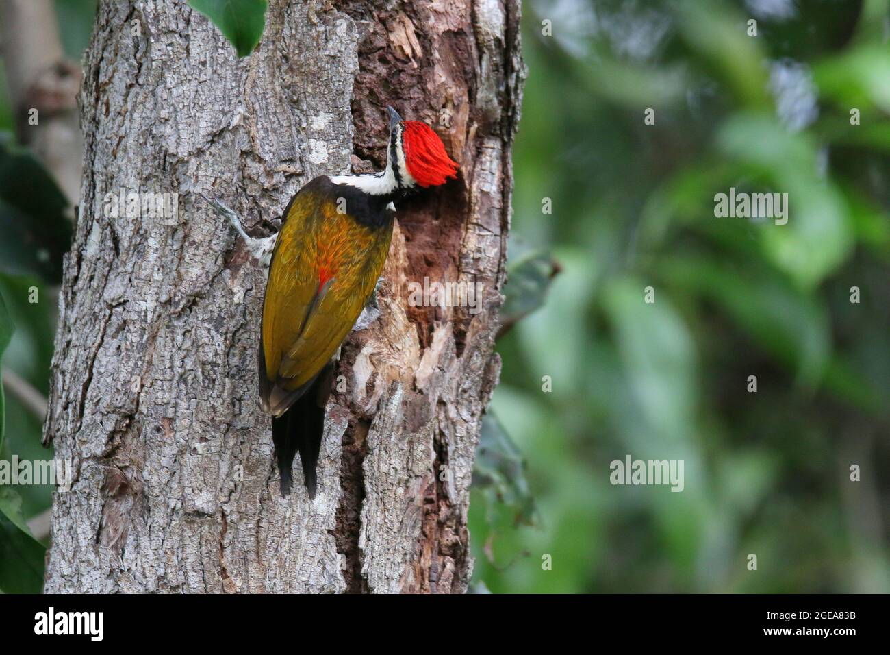 Common Flameback, Dinopium javanense Stock Photo