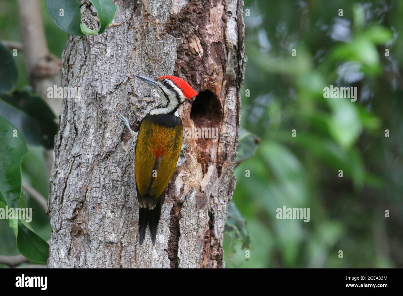 Common Flameback, Dinopium javanense Stock Photo