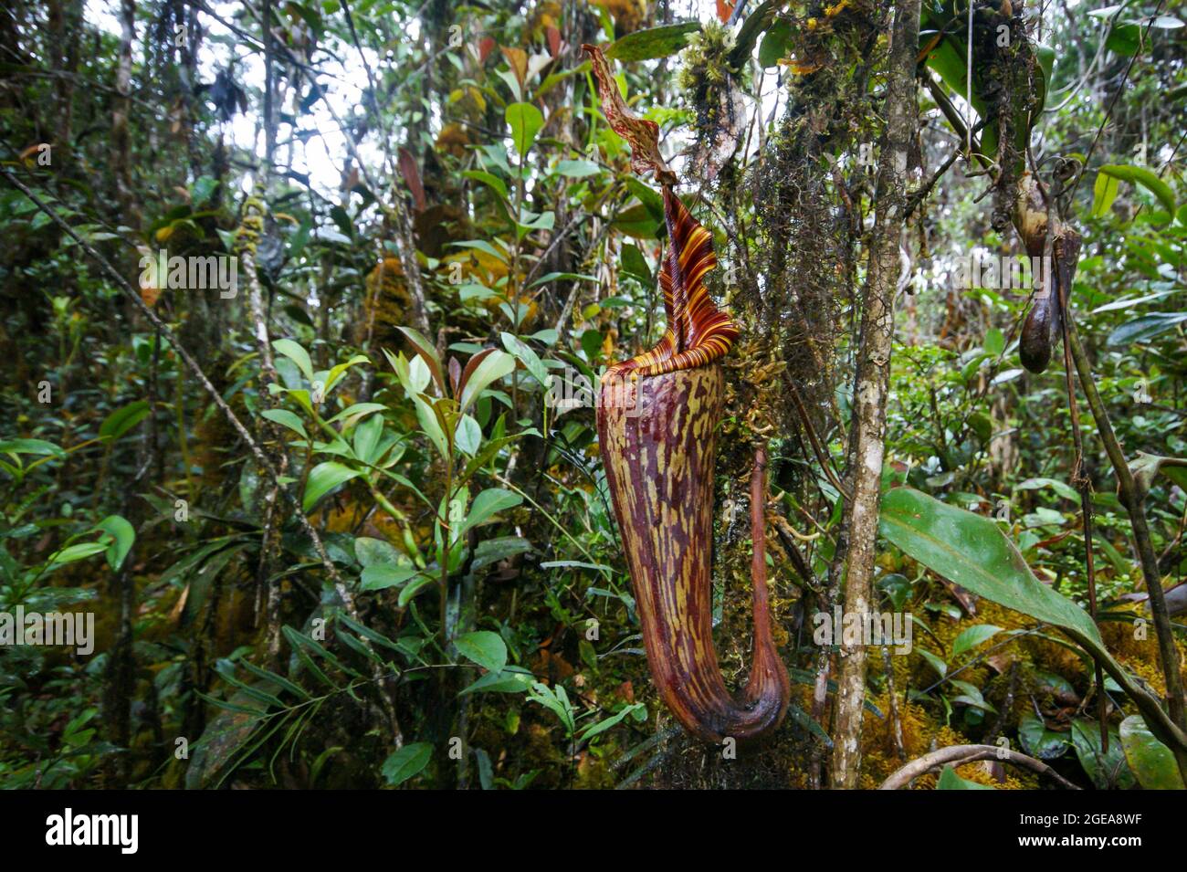 Pitcher Plant Nepenthes Mollis Red Speckled Pitcher Sarawak Borneo