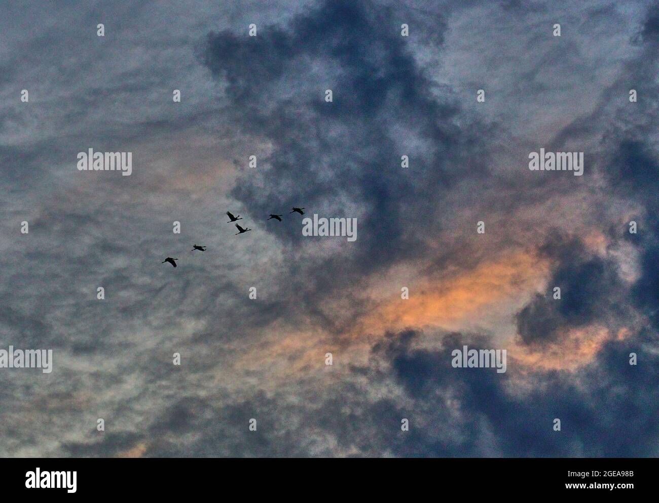 A flock of cranes flying with cloudy evening sky as backdrop Stock ...