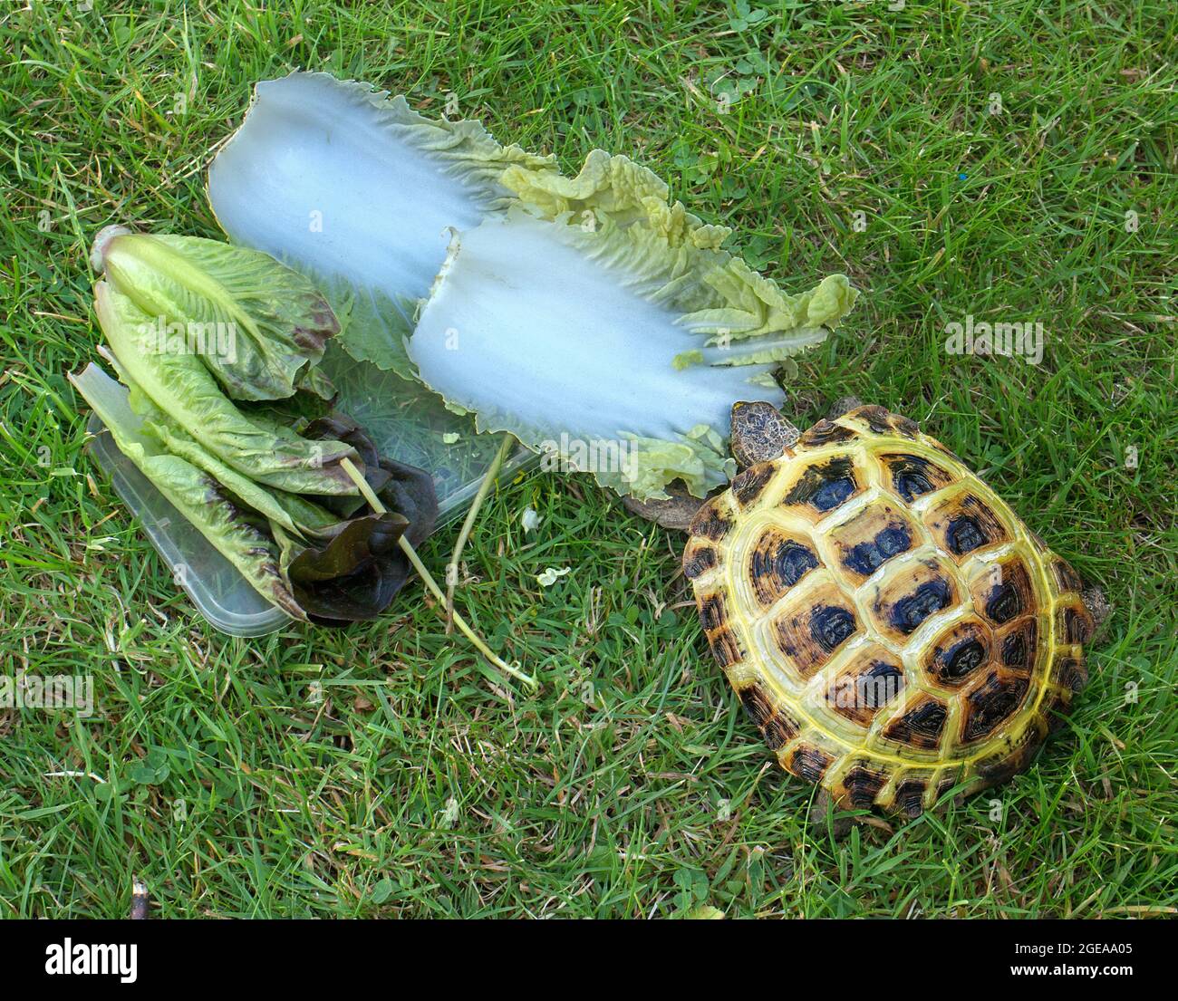 Small tortoise in garden eating Chinese cabbage leaves Stock Photo