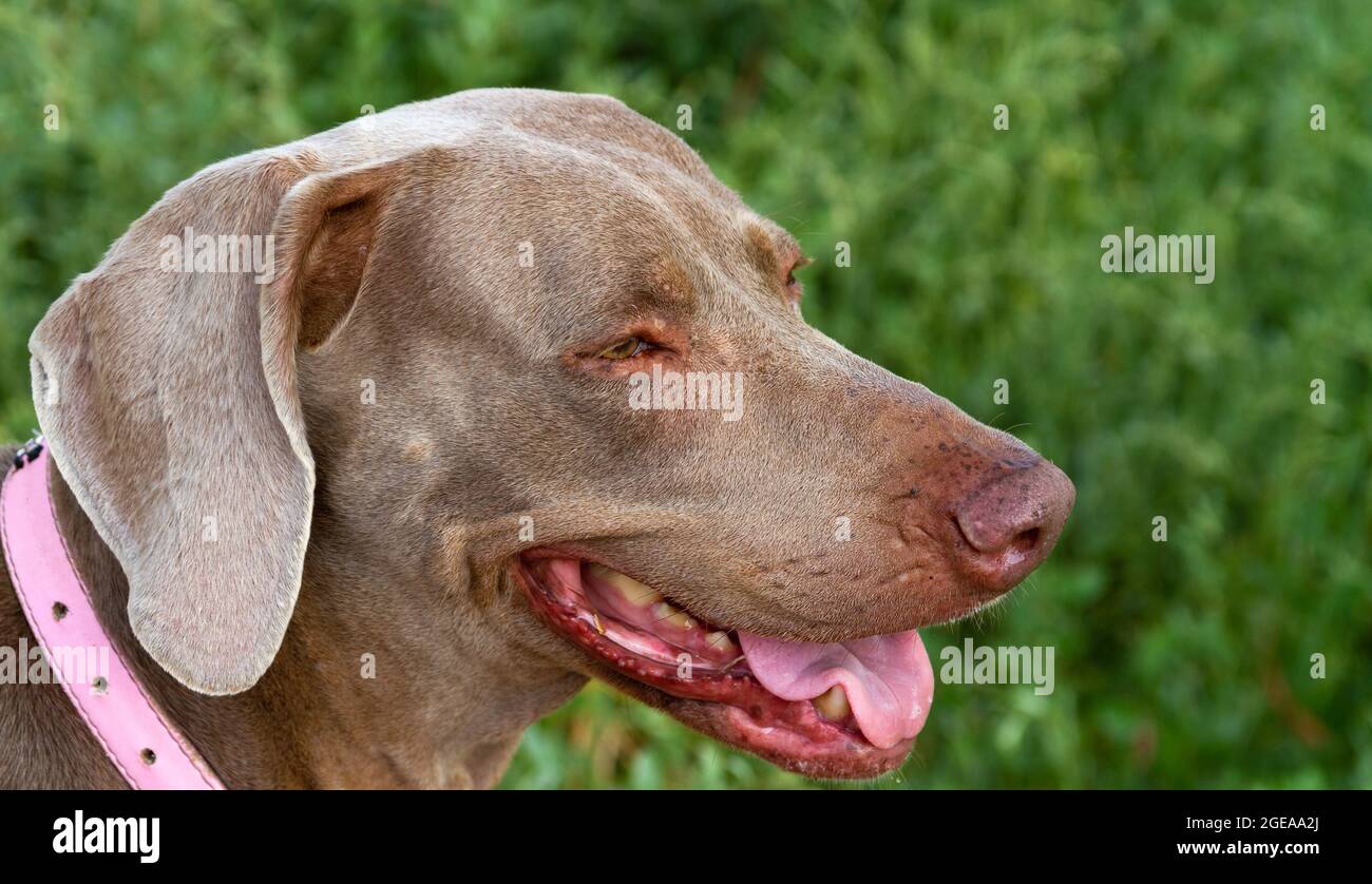 Profile portrait head shot of Weimaraner female dog on green background Stock Photo