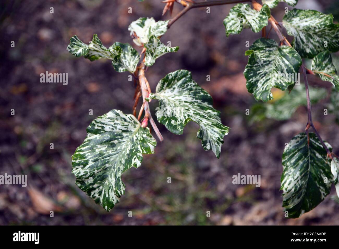 Fagus Sylvatica 'Franken' Leaves of the Dwarf Beech Shrub Tree Grown in the Borders at RHS Garden Harlow Carr, Harrogate, Yorkshire, England, UK. Stock Photo
